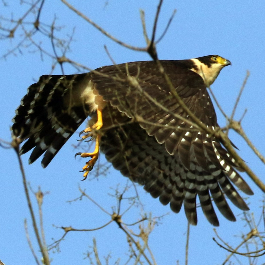 Двуцветный ястреб (Accipiter bicolor) Фото №6
