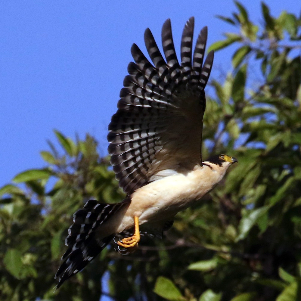 Двуцветный ястреб (Accipiter bicolor) Фото №7