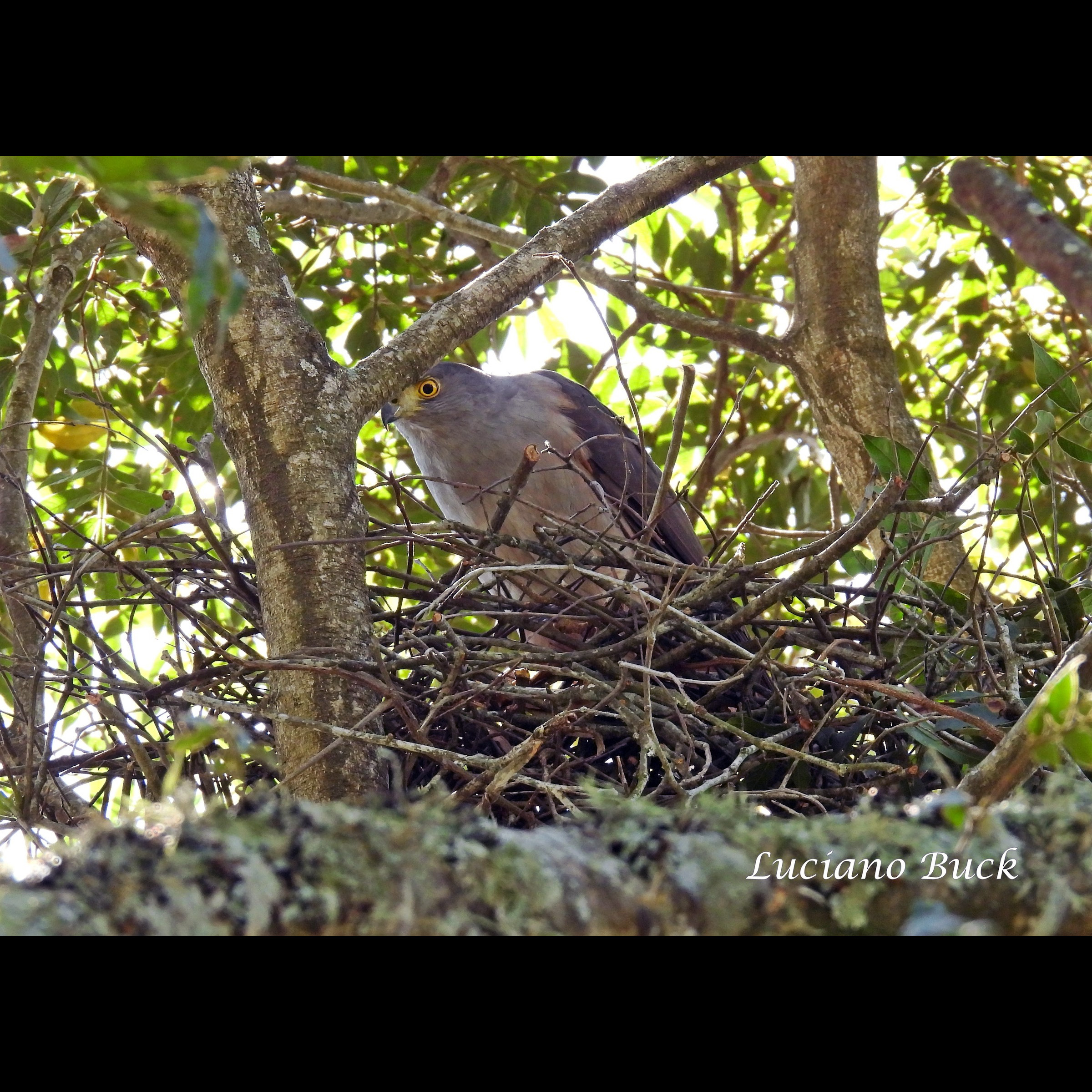 Двуцветный ястреб (Accipiter bicolor) Фото №8