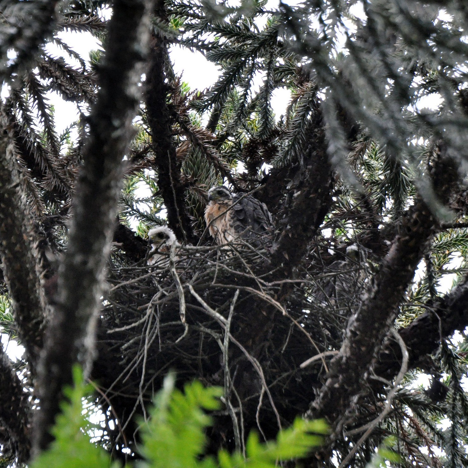 Двуцветный ястреб (Accipiter bicolor) Фото №9