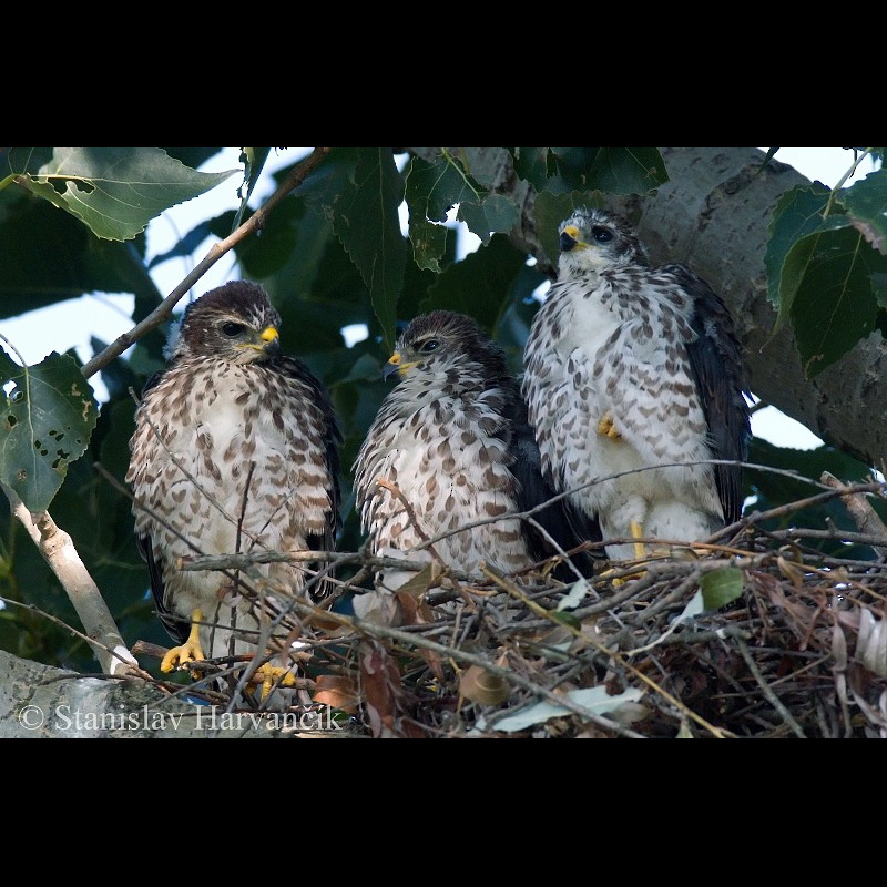Европейский тювик (Accipiter brevipes) Фото №10