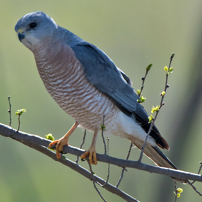 Европейский тювик (Accipiter brevipes) Фото №2