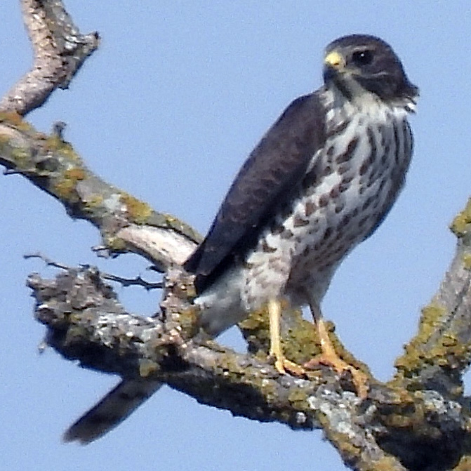 Европейский тювик (Accipiter brevipes) Фото №3