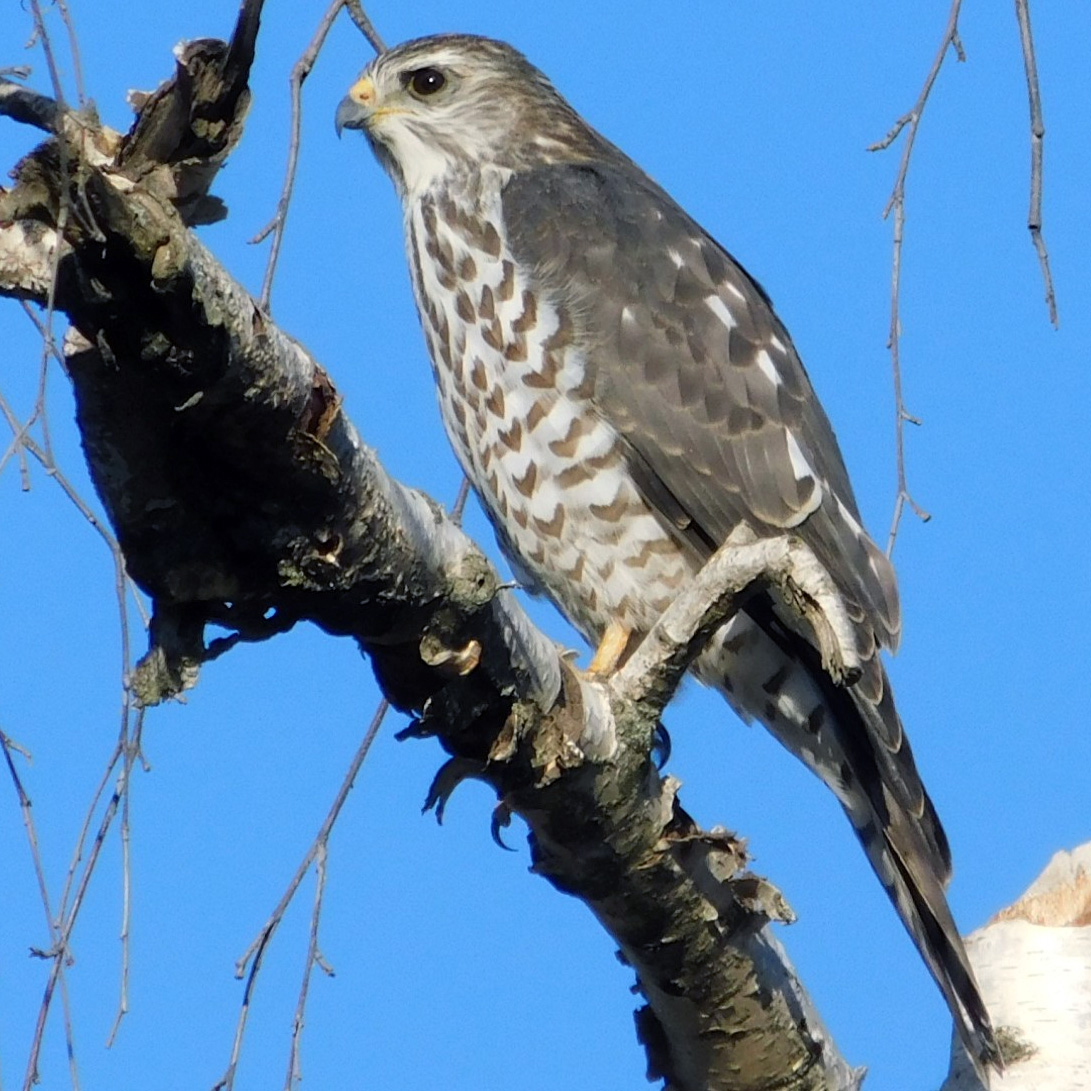 Европейский тювик (Accipiter brevipes) Фото №4