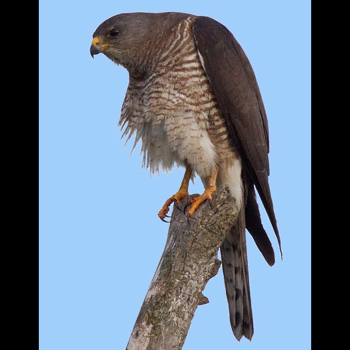 Европейский тювик (Accipiter brevipes) Фото №5