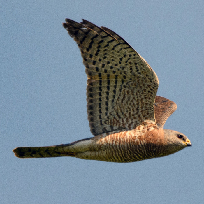 Европейский тювик (Accipiter brevipes) Фото №7