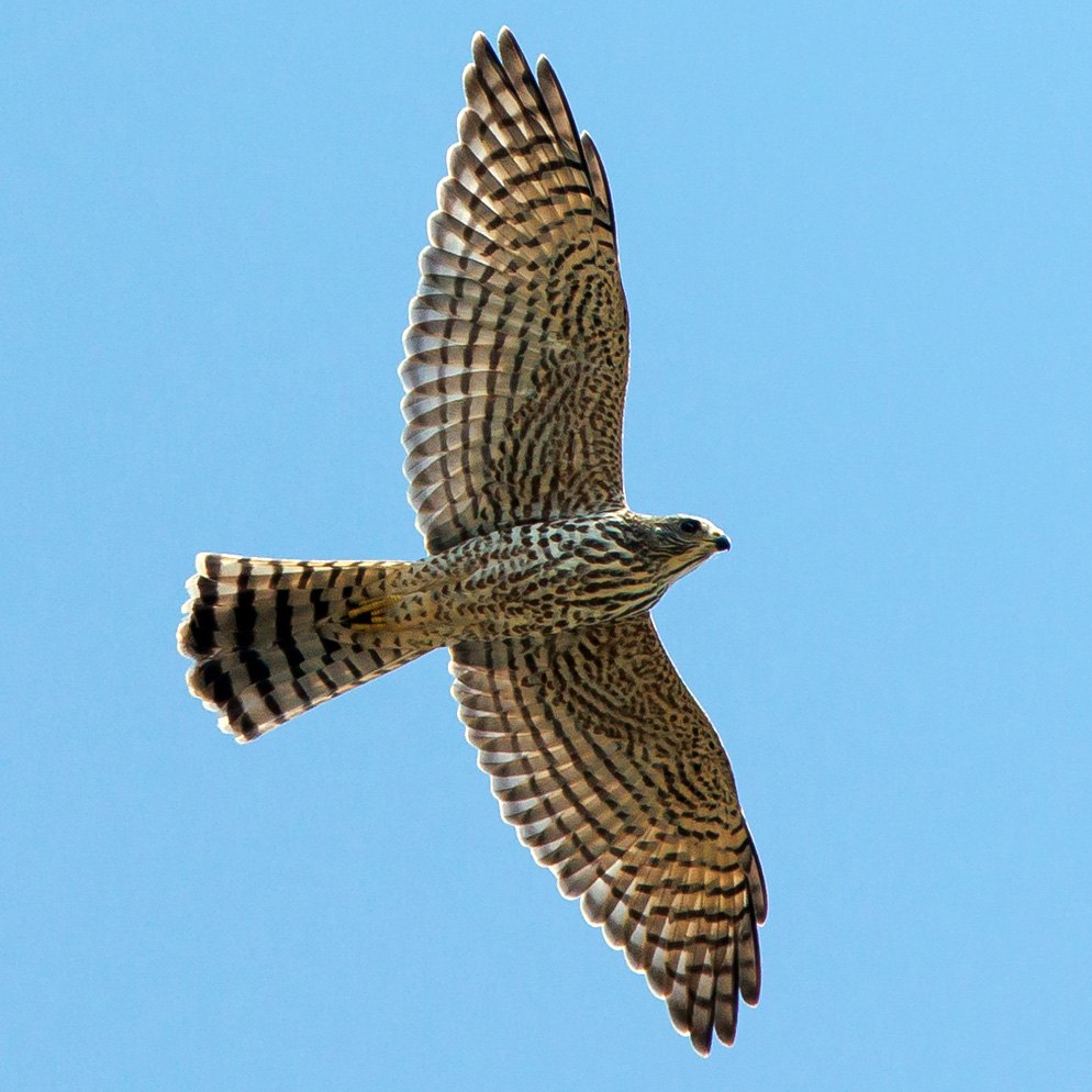 Европейский тювик (Accipiter brevipes) Фото №8