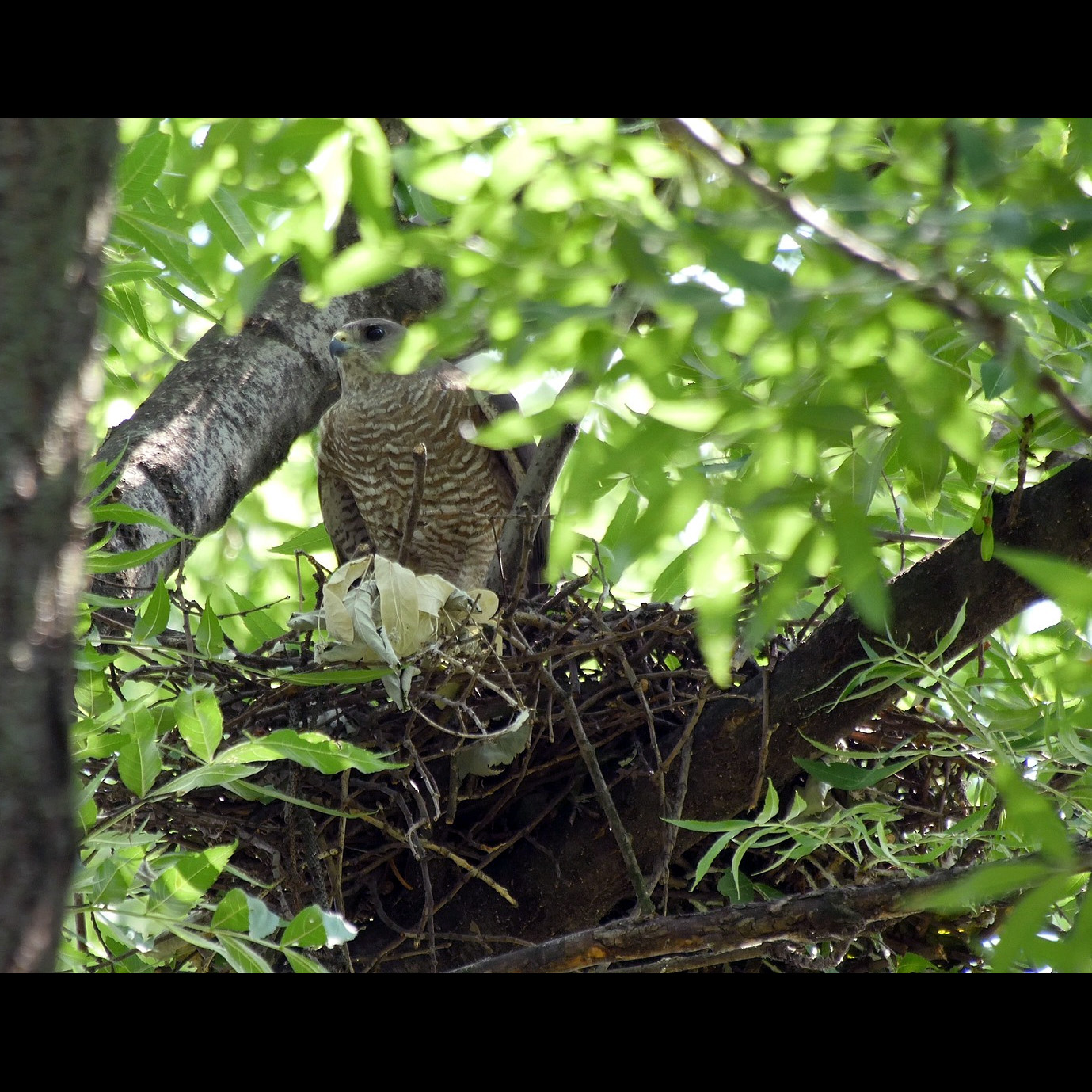 Европейский тювик (Accipiter brevipes) Фото №9