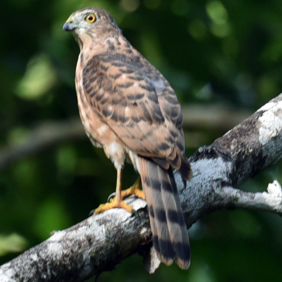 Никобарский тювик (Accipiter butleri) Фото №2