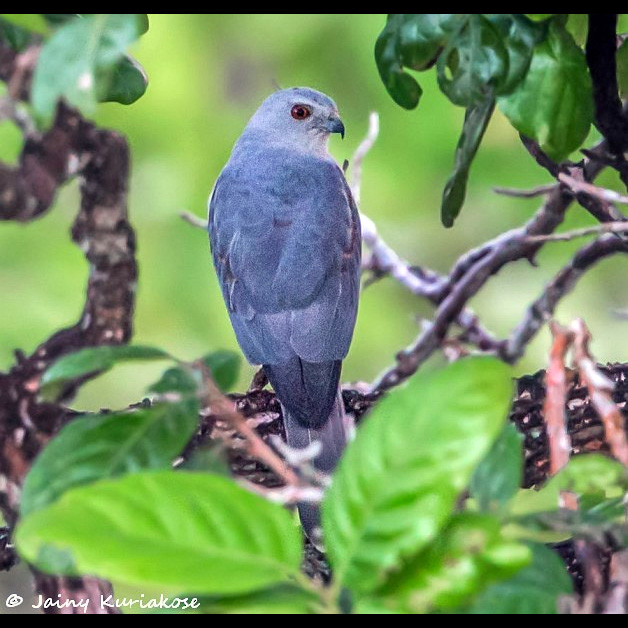 Никобарский тювик (Accipiter butleri) Фото №4