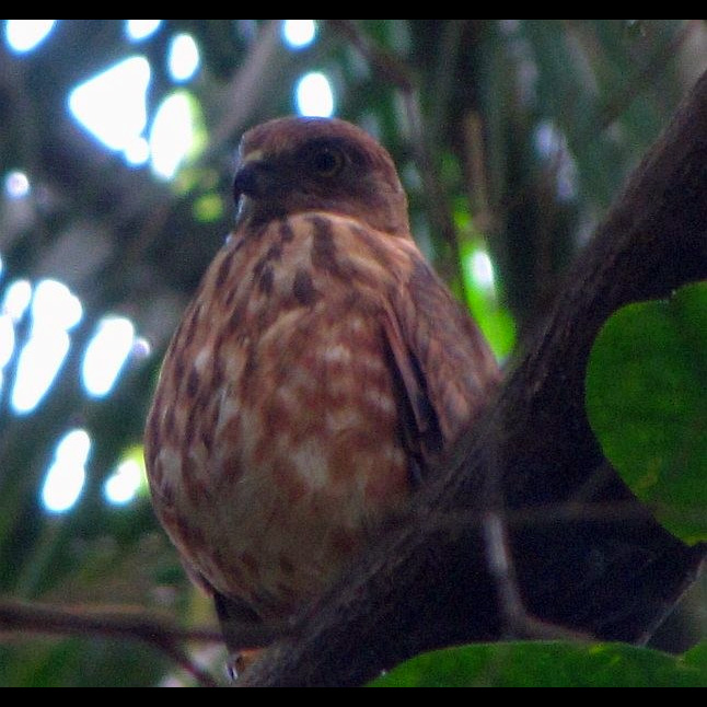 Никобарский тювик (Accipiter butleri) Фото №5