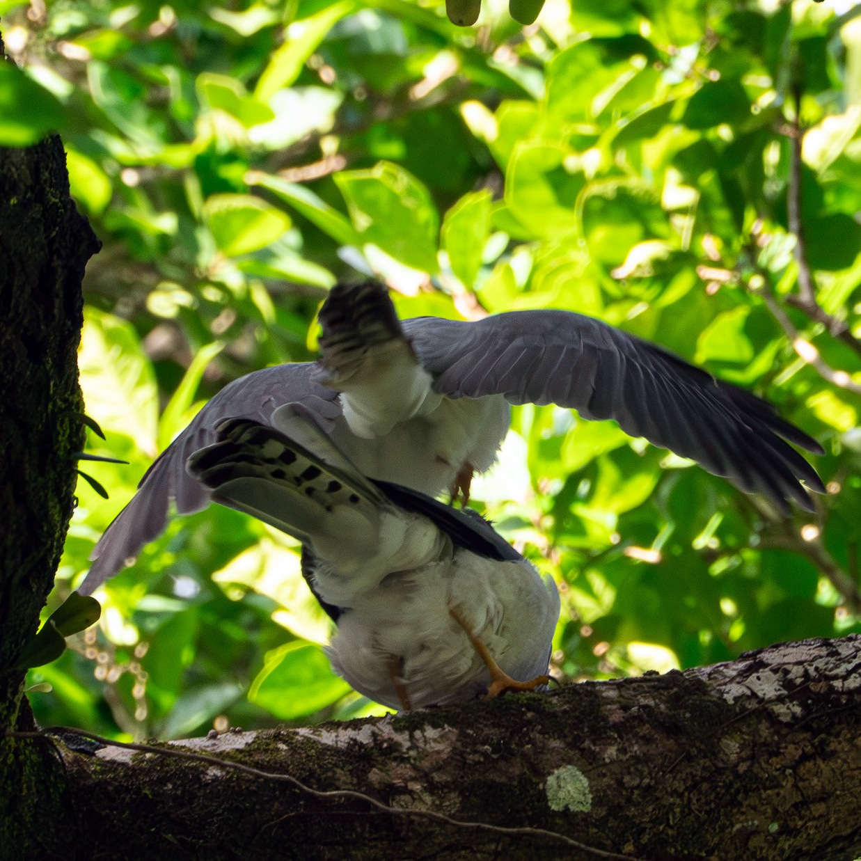 Никобарский тювик (Accipiter butleri) Фото №7