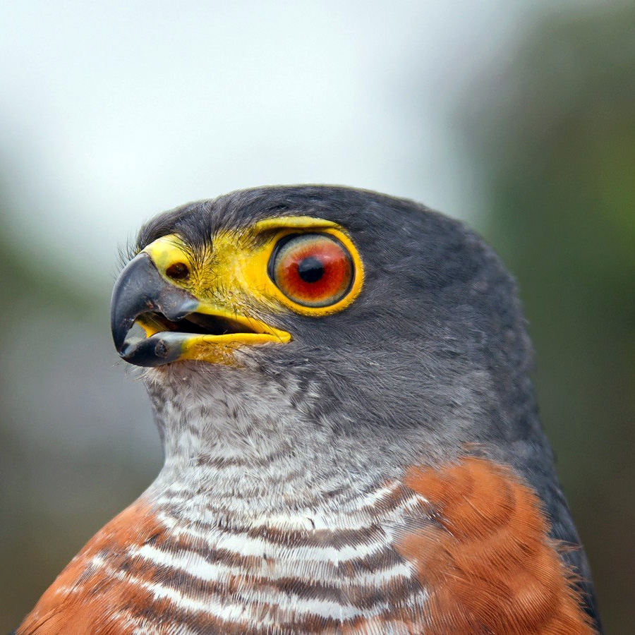 Каштановобрюхий ястреб (Accipiter castanilius) Фото №10