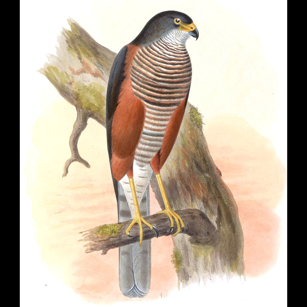 Каштановобрюхий ястреб (Accipiter castanilius) Фото №2