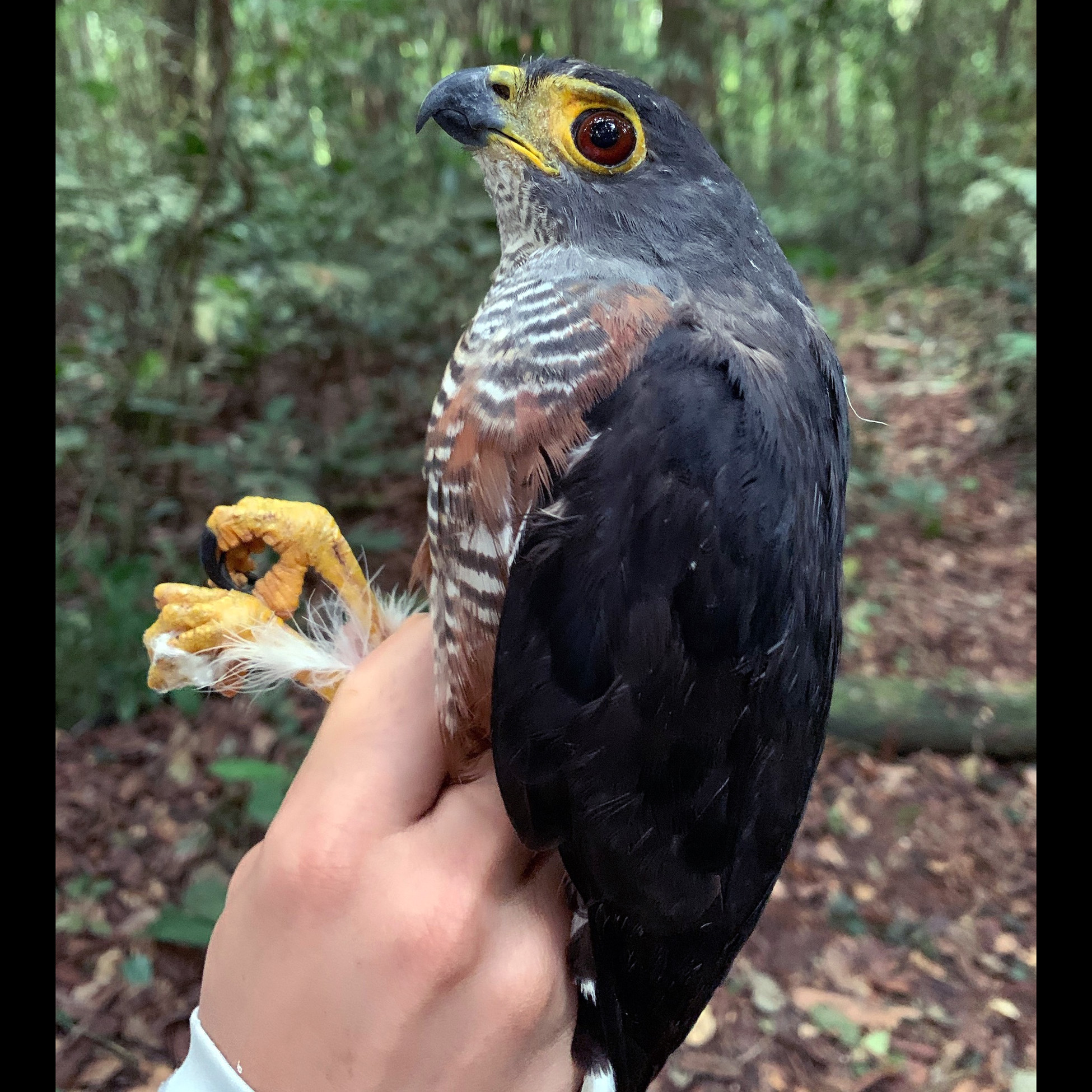 Каштановобрюхий ястреб (Accipiter castanilius) Фото №3