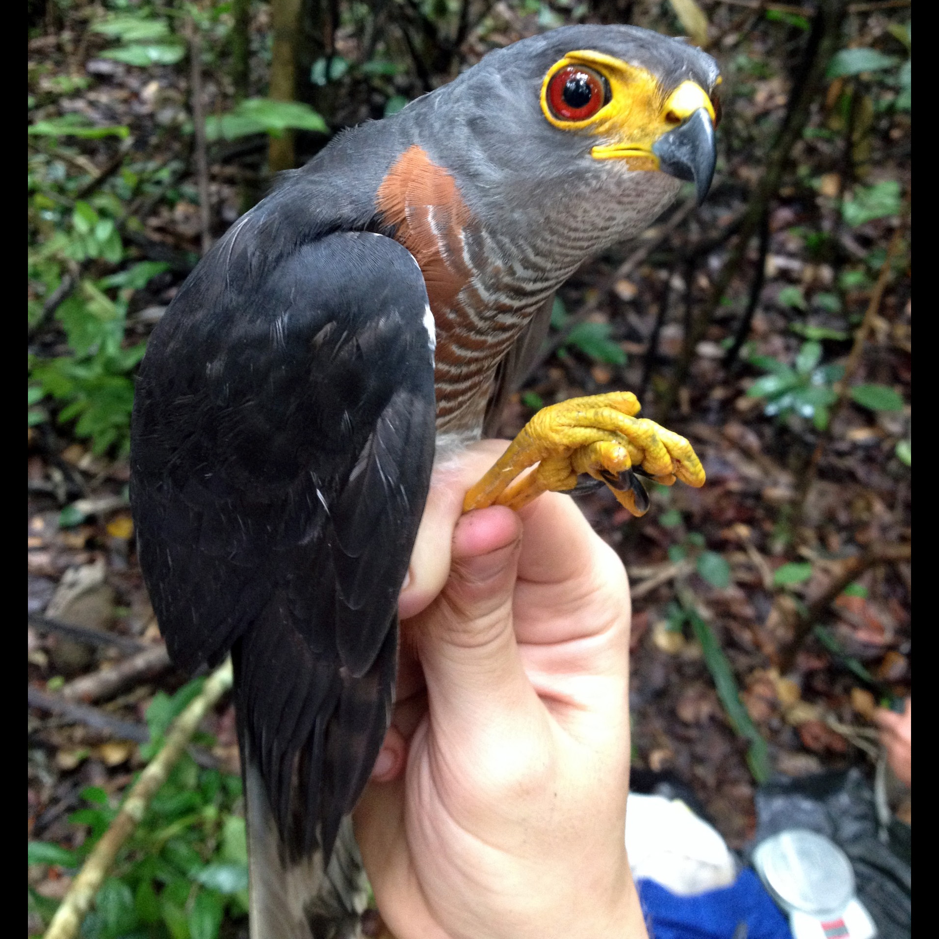 Каштановобрюхий ястреб (Accipiter castanilius) Фото №4