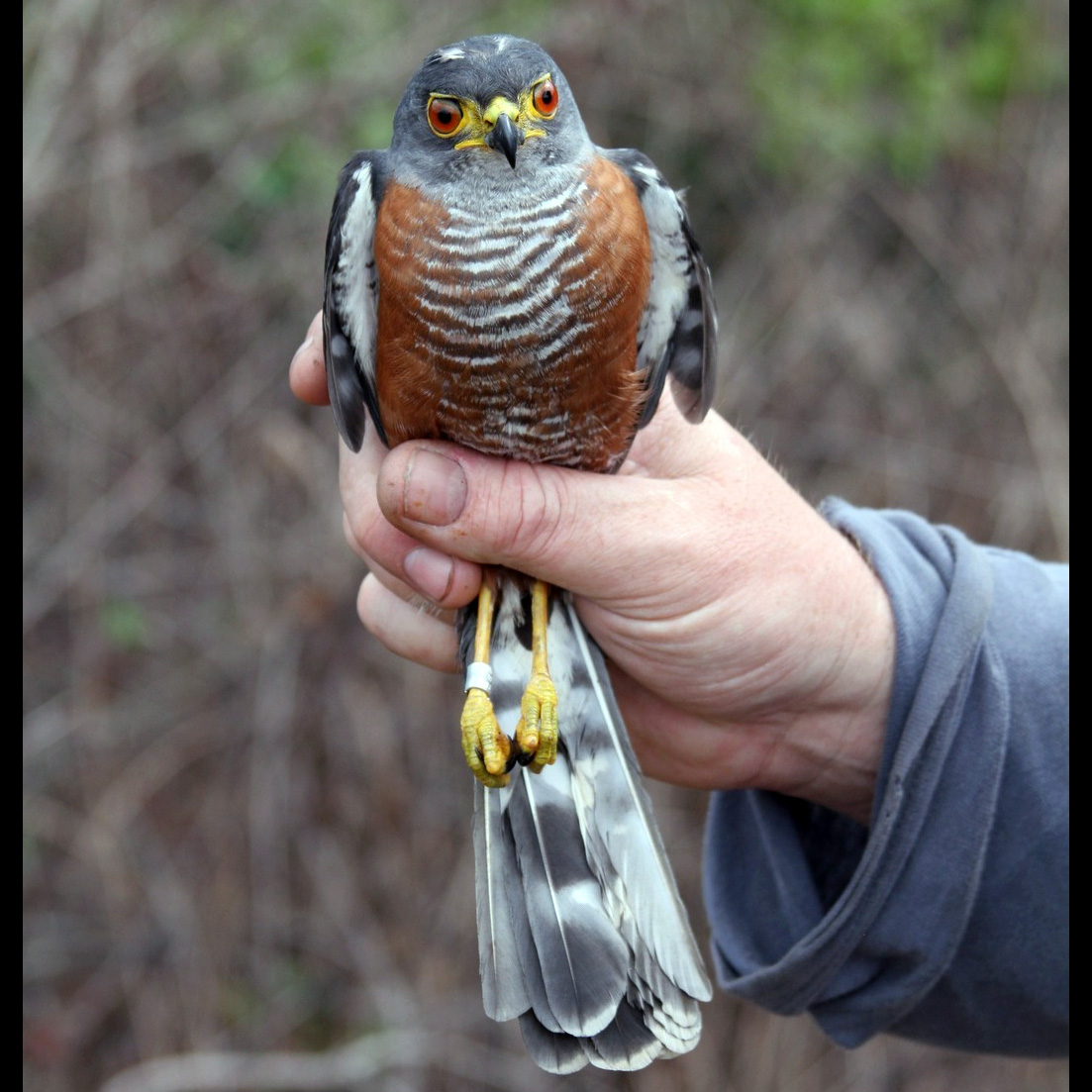 Каштановобрюхий ястреб (Accipiter castanilius) Фото №5