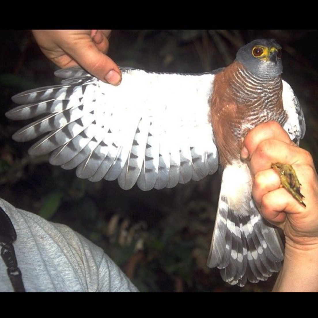 Каштановобрюхий ястреб (Accipiter castanilius) Фото №7