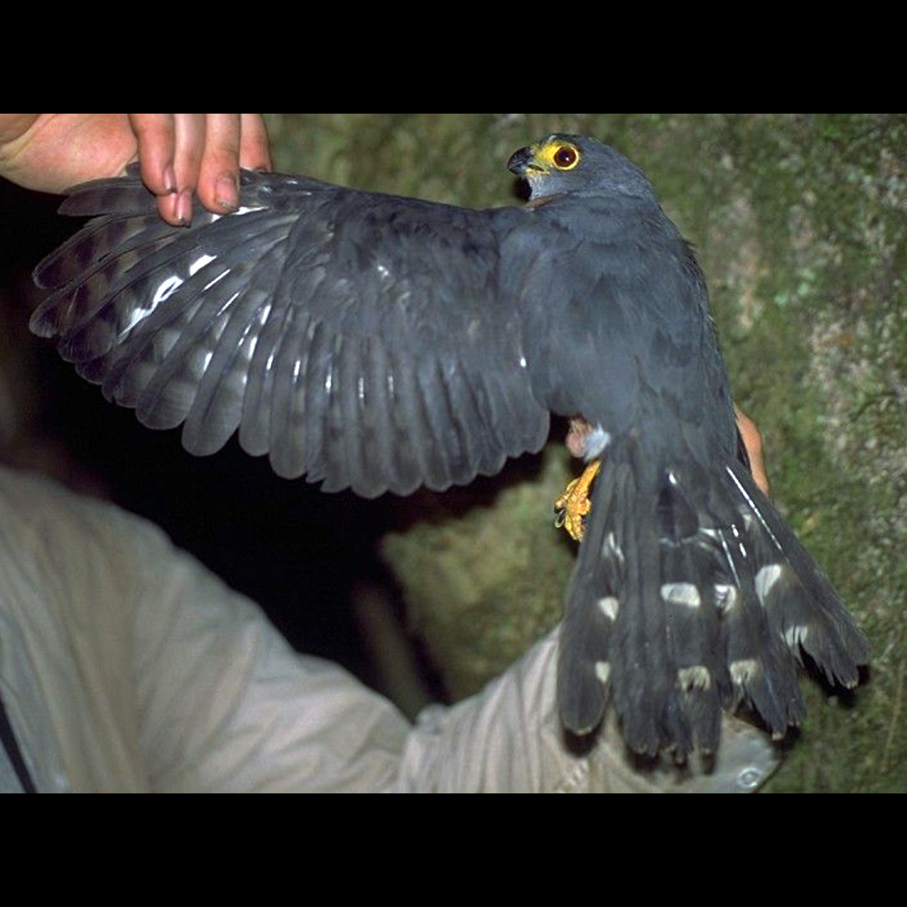 Каштановобрюхий ястреб (Accipiter castanilius) Фото №8