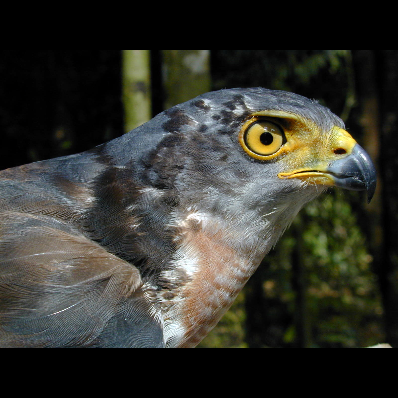 Каштановобрюхий ястреб (Accipiter castanilius) Фото №9