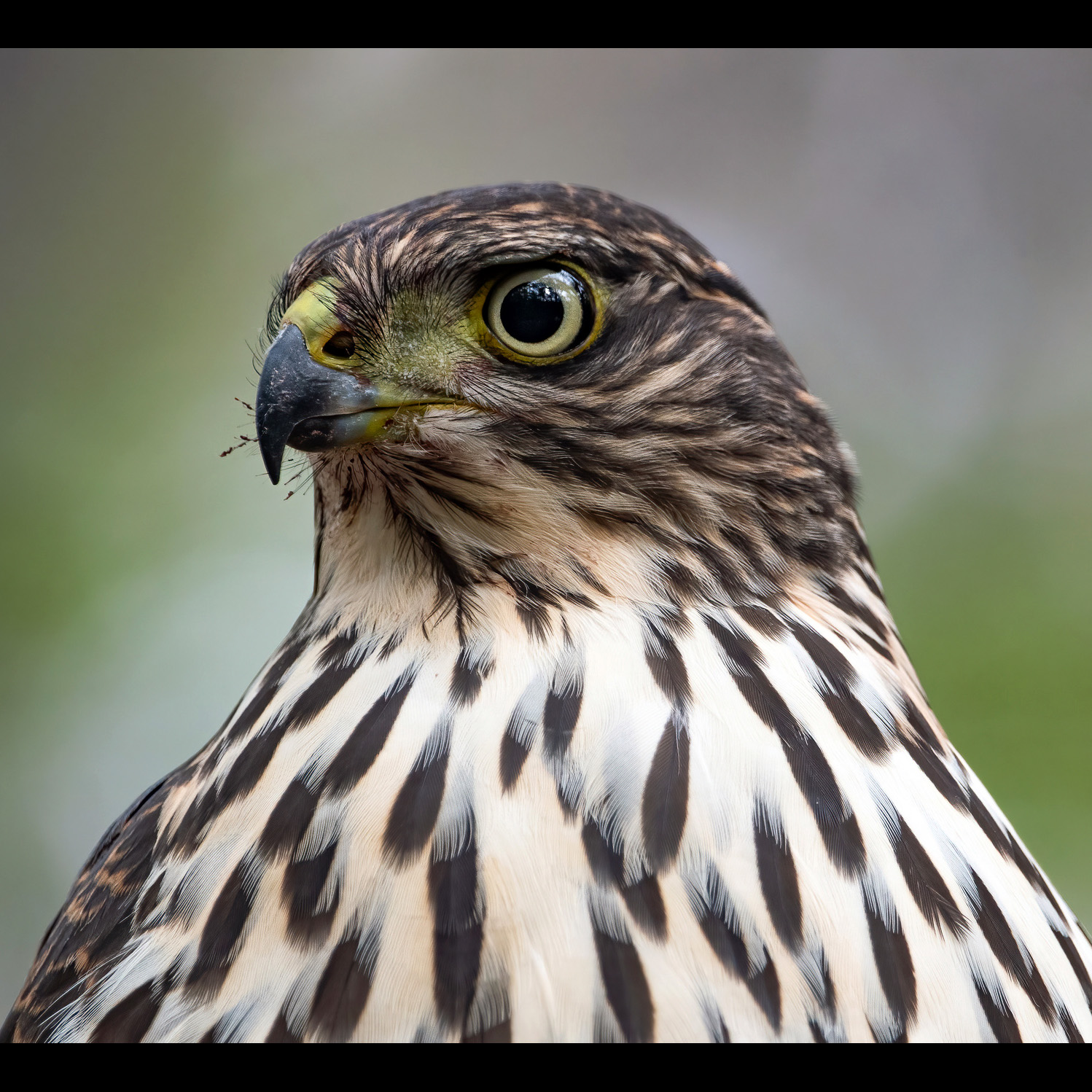 Чилийский Ястреб (Accipiter chilensis) Фото №10