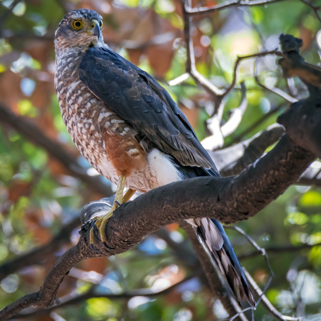 Чилийский Ястреб (Accipiter chilensis) Фото №2