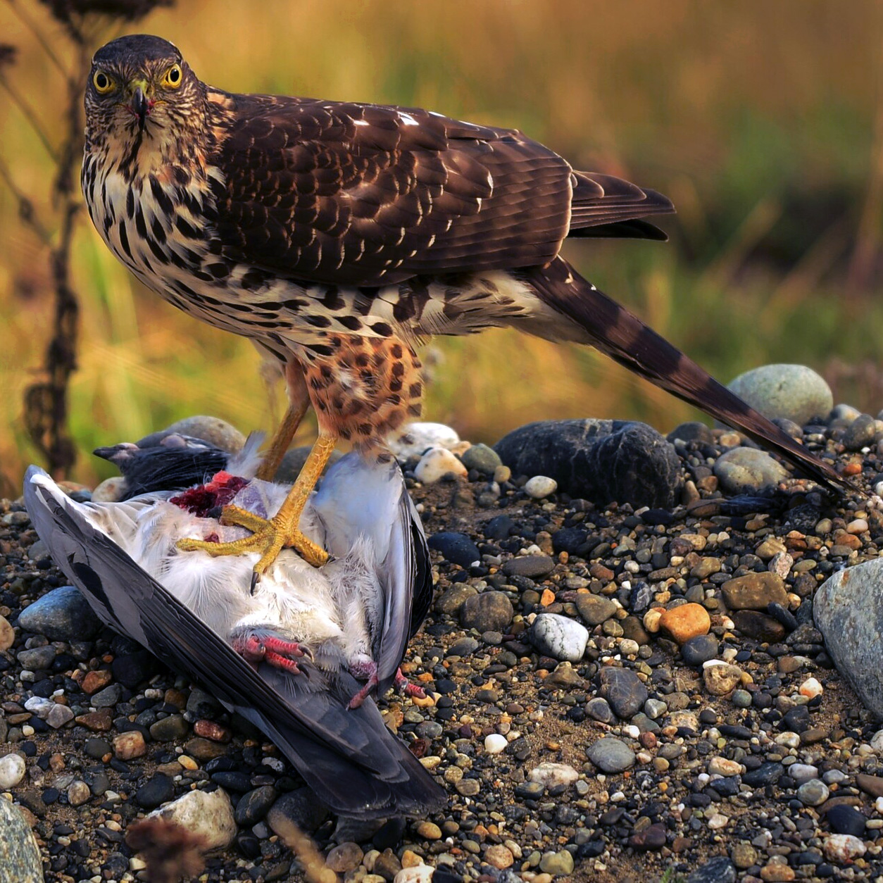 Чилийский Ястреб (Accipiter chilensis) Фото №3