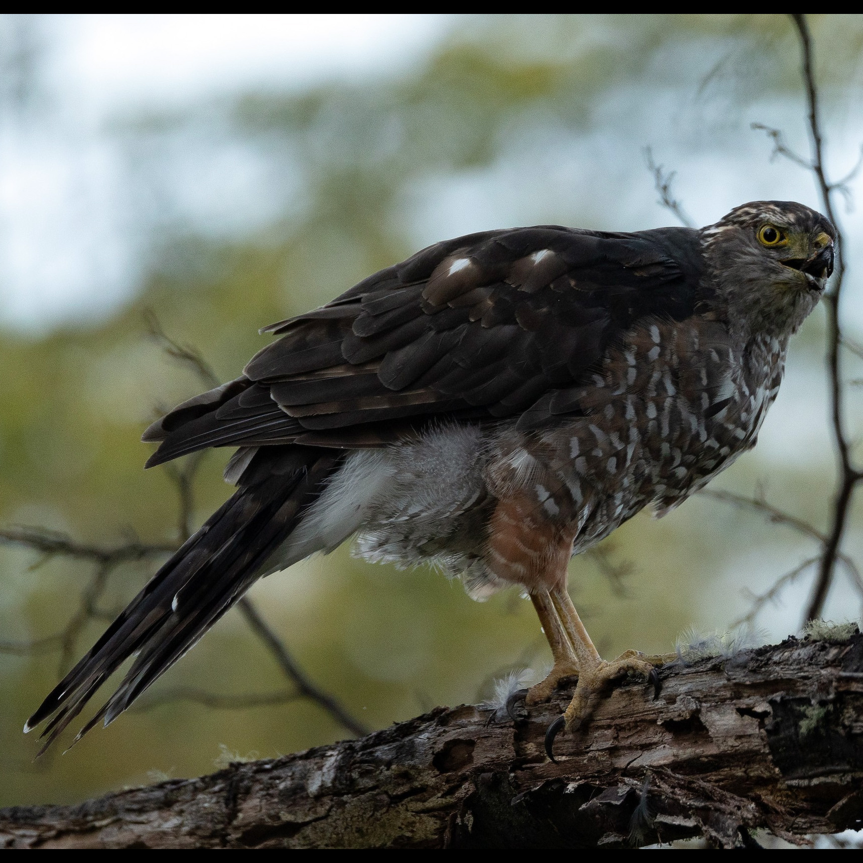 Чилийский Ястреб (Accipiter chilensis) Фото №4