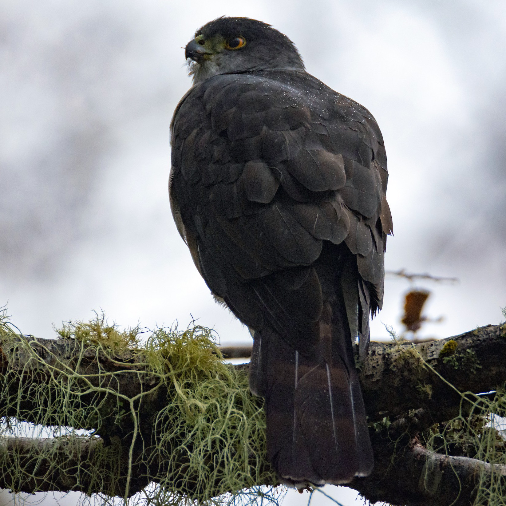 Чилийский Ястреб (Accipiter chilensis) Фото №5