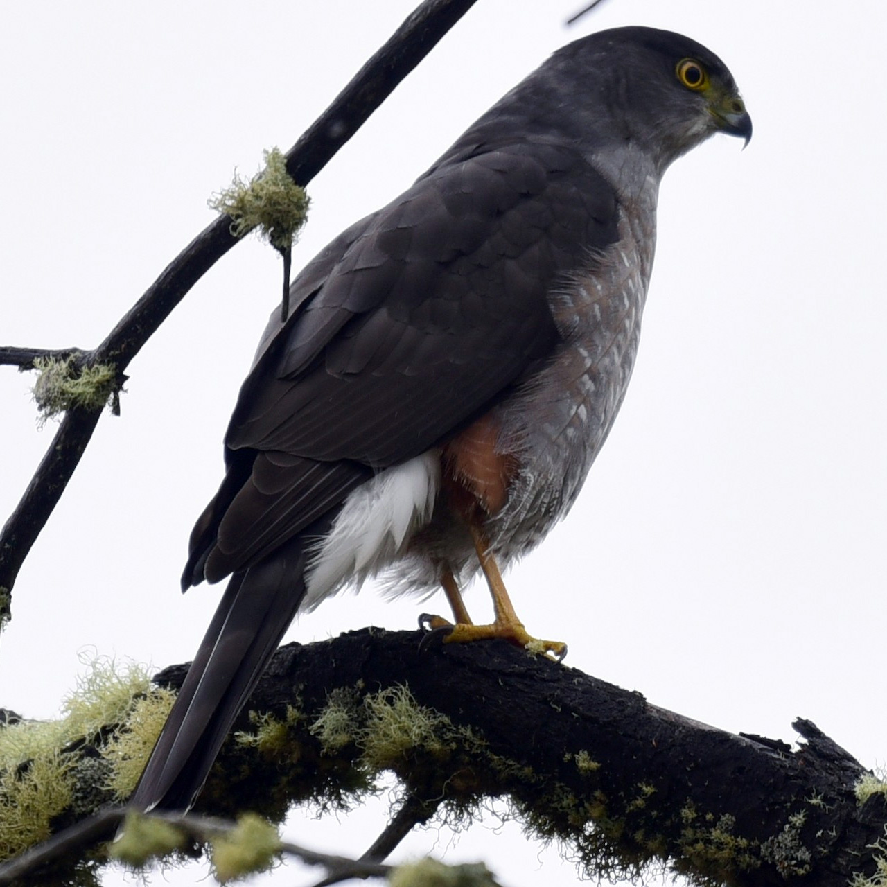 Чилийский Ястреб (Accipiter chilensis) Фото №6