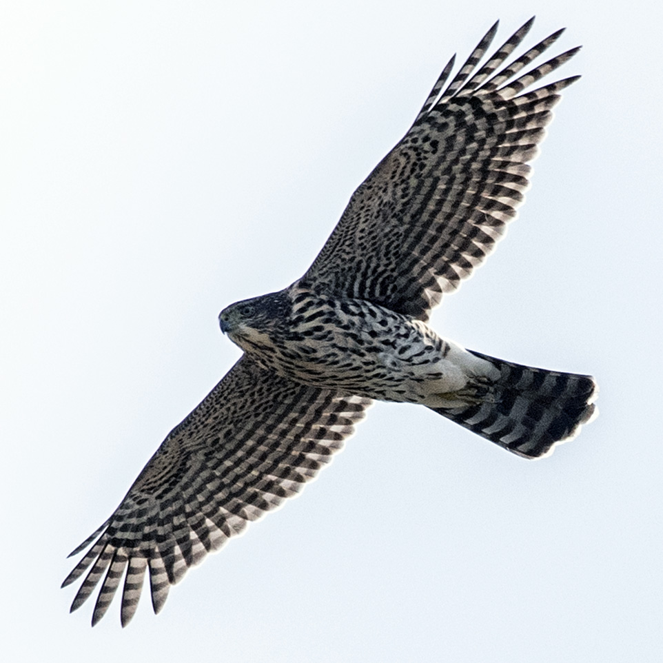 Чилийский Ястреб (Accipiter chilensis) Фото №7