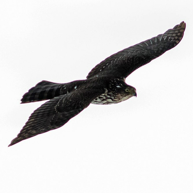 Чилийский Ястреб (Accipiter chilensis) Фото №8