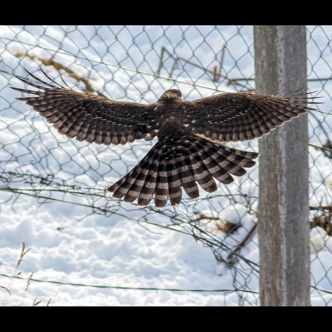 Чилийский Ястреб (Accipiter chilensis) Фото №9
