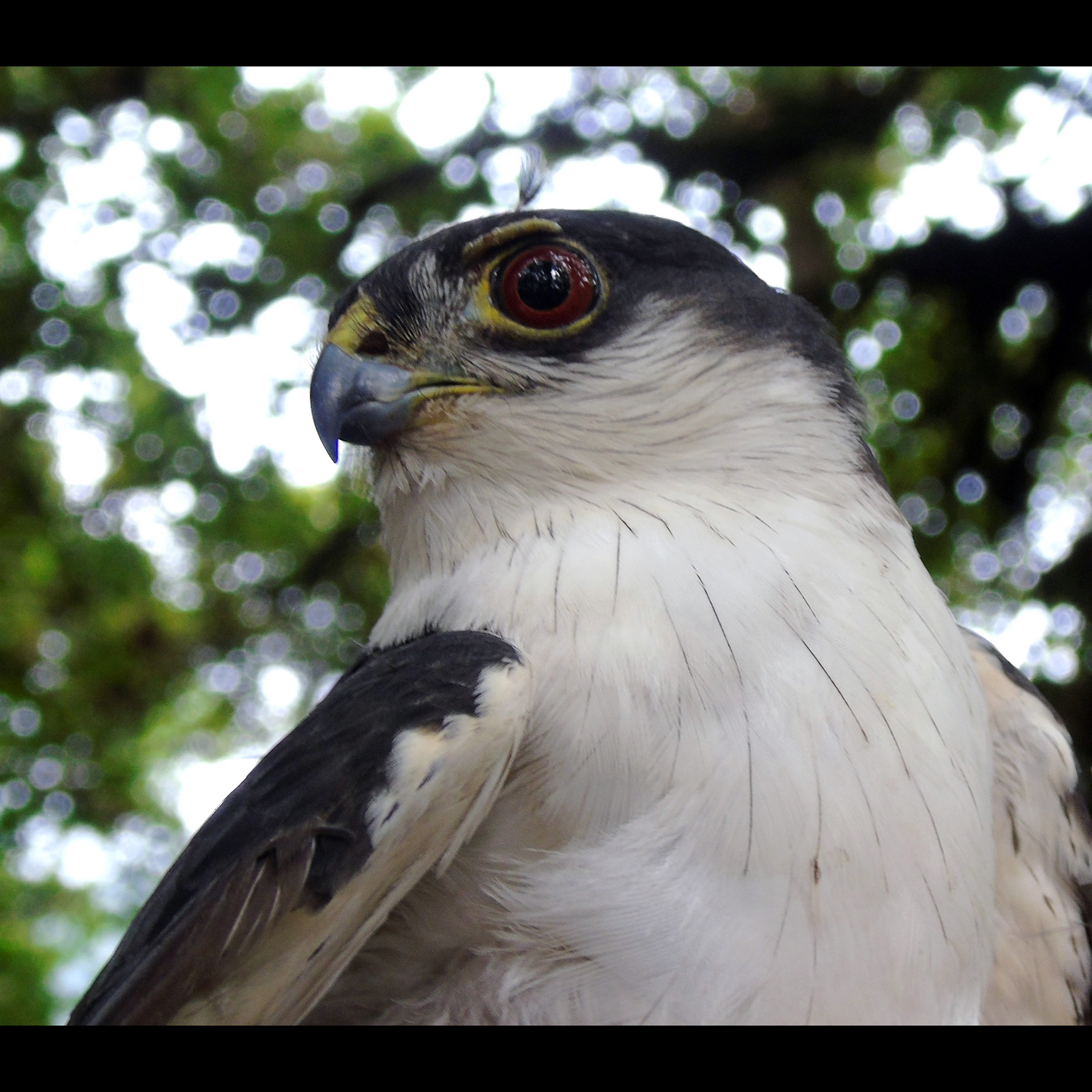 White Breasted Hawk (Accipiter chionogaster) Фото №10