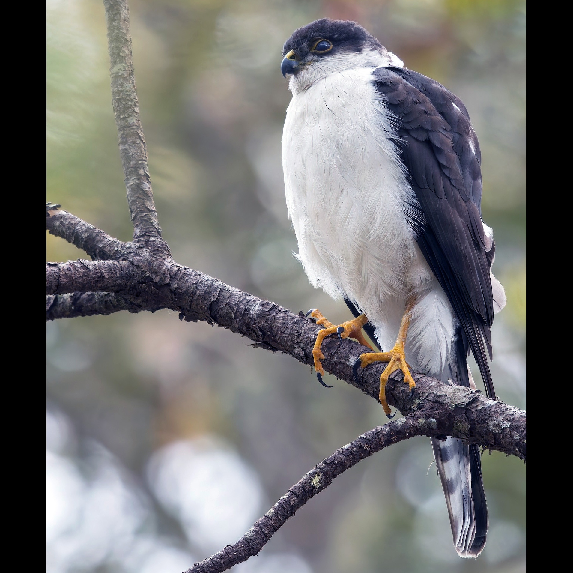 White Breasted Hawk (Accipiter chionogaster) Фото №2
