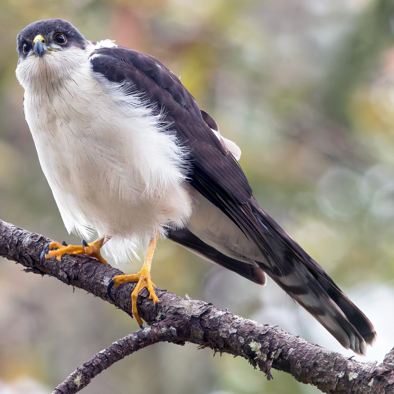 White Breasted Hawk (Accipiter chionogaster) Фото №4