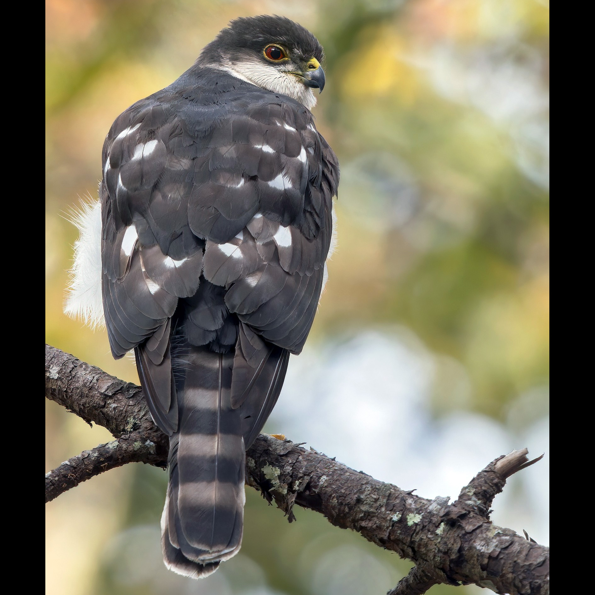 White Breasted Hawk (Accipiter chionogaster) Фото №5