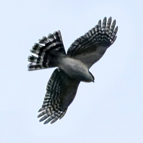 White Breasted Hawk (Accipiter chionogaster) Фото №7