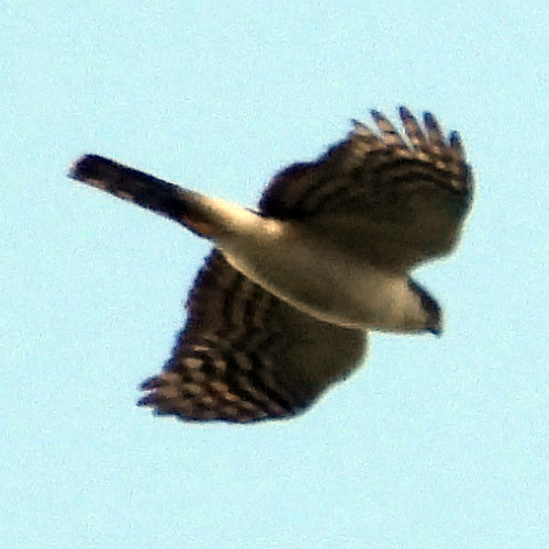 White Breasted Hawk (Accipiter chionogaster) Фото №8