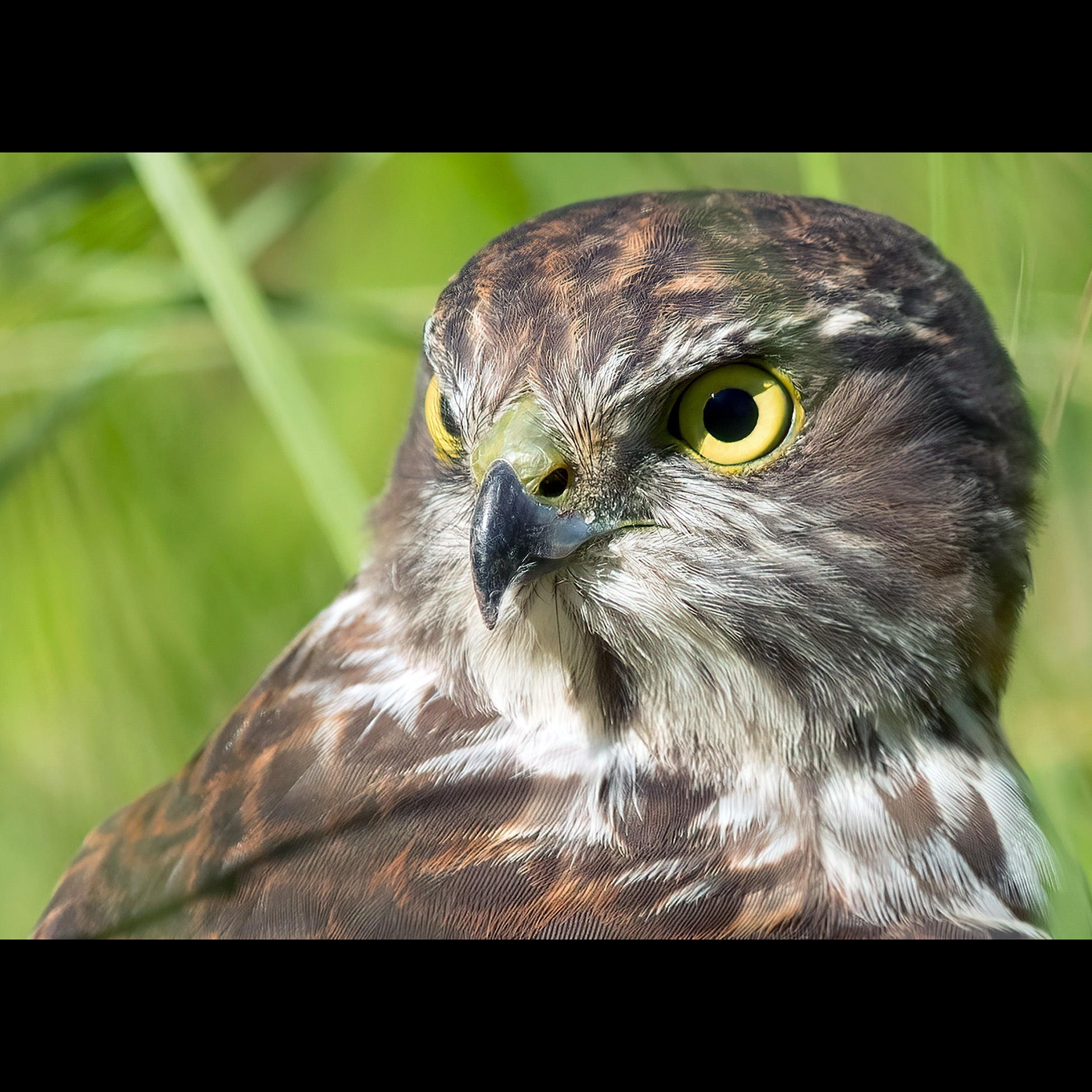 Ошейниковый ястреб (Accipiter cirrocephalus) Фото №10