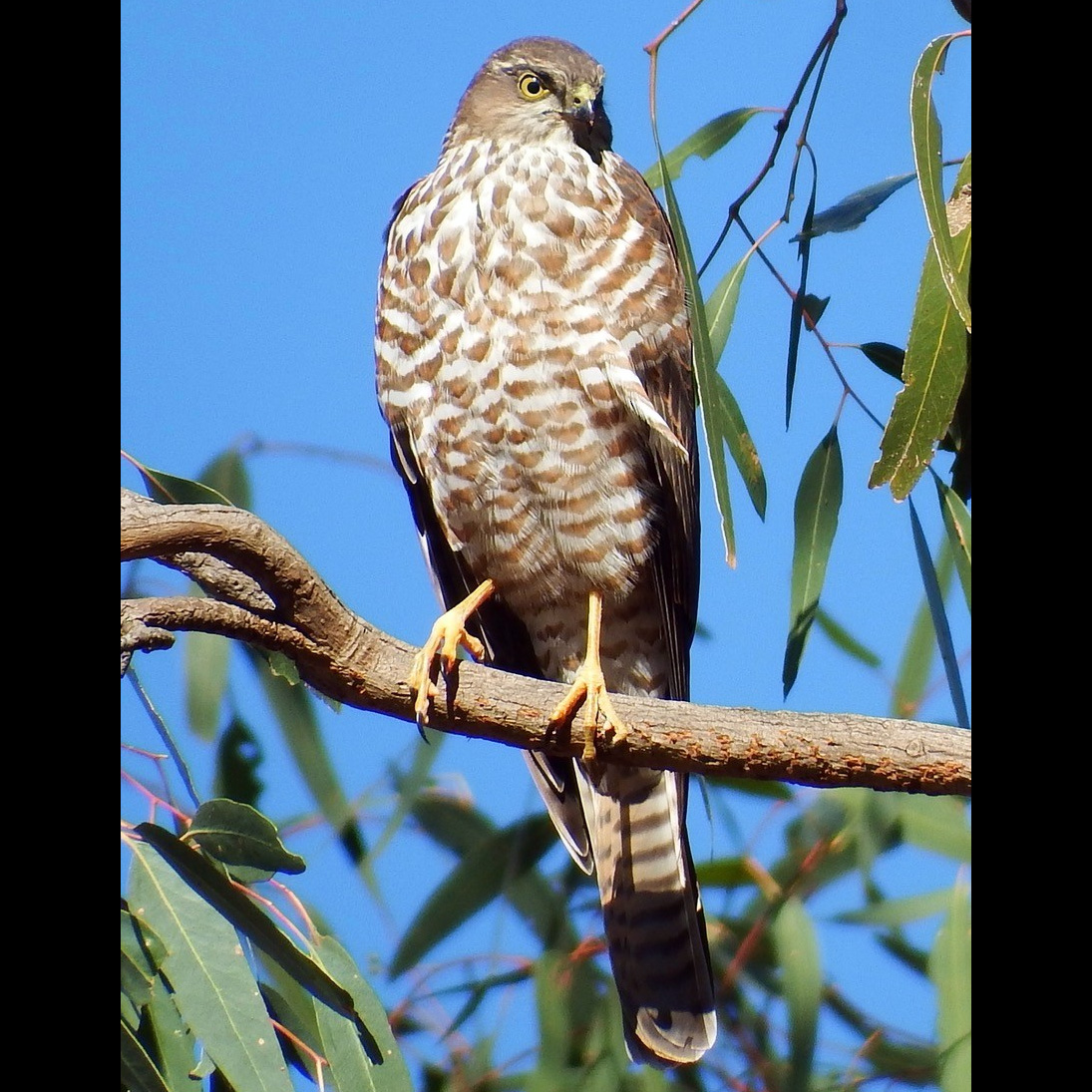 Ошейниковый ястреб (Accipiter cirrocephalus) Фото №2