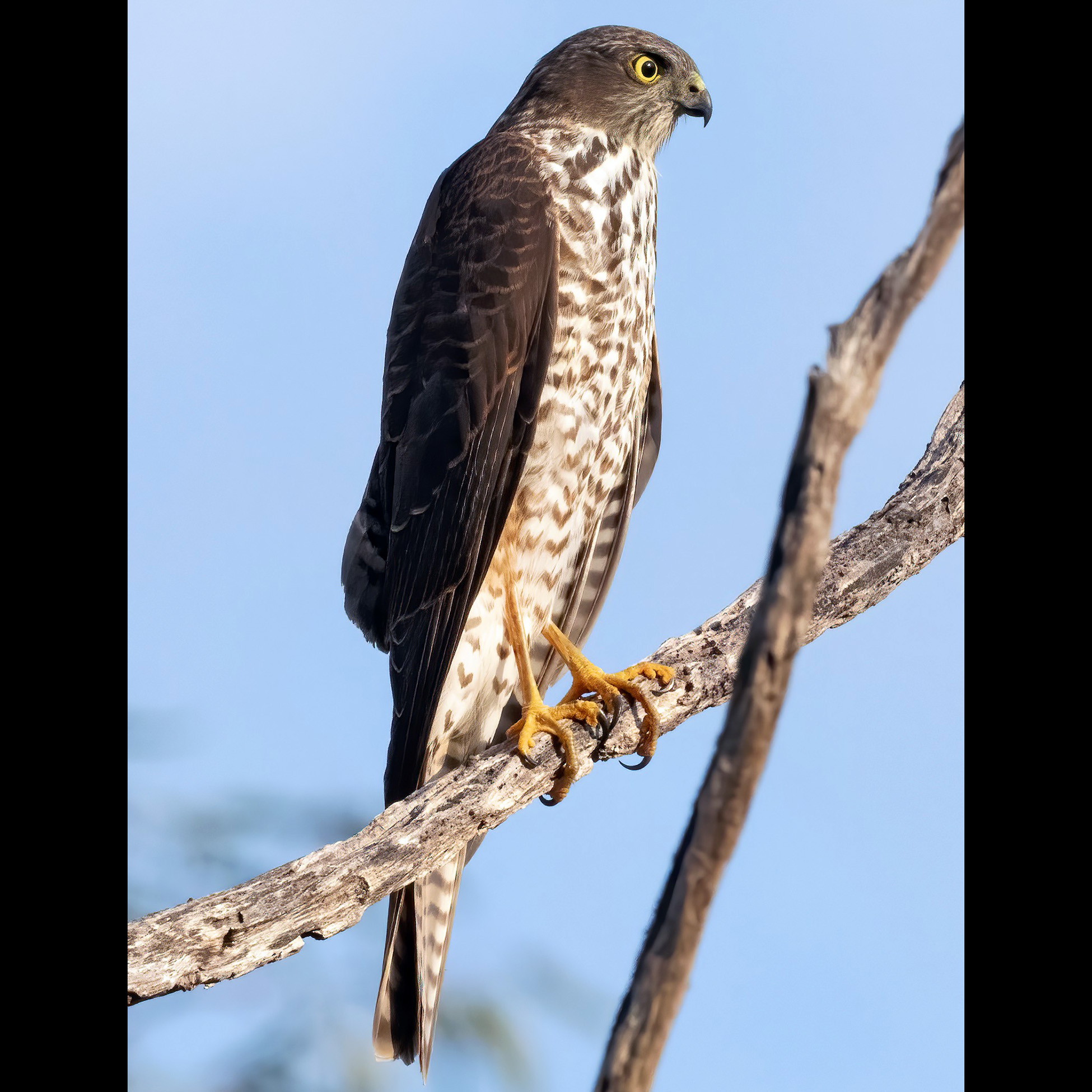 Ошейниковый ястреб (Accipiter cirrocephalus) Фото №3