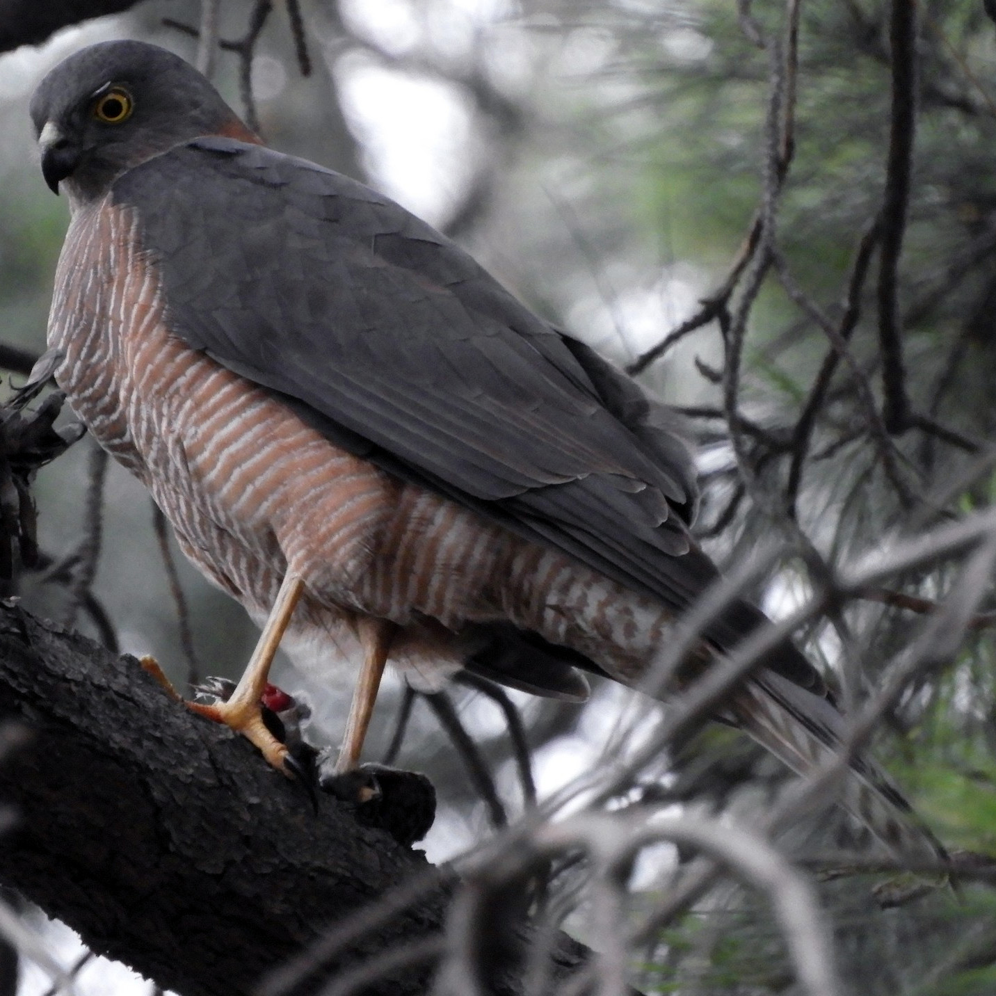 Ошейниковый ястреб (Accipiter cirrocephalus) Фото №5