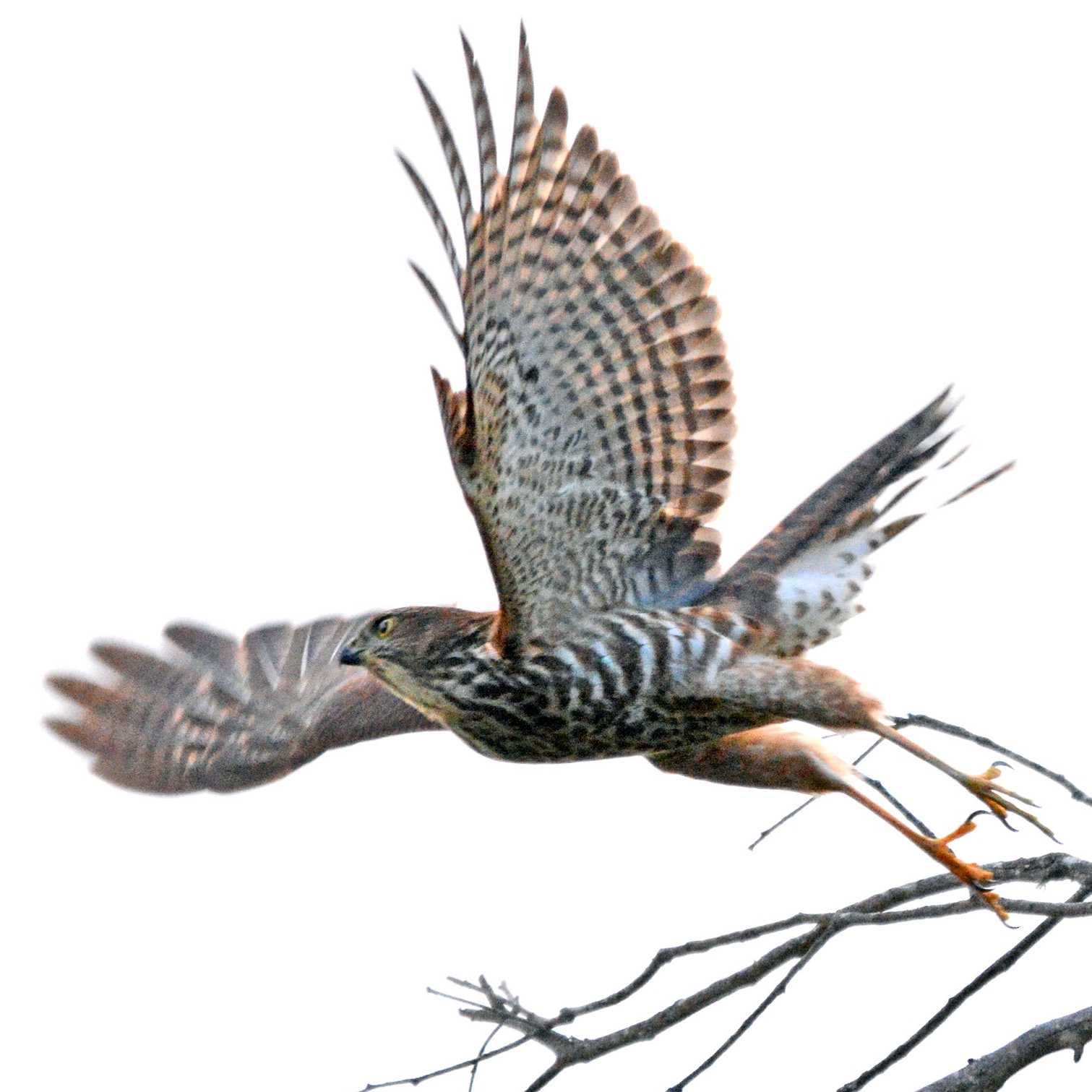 Ошейниковый ястреб (Accipiter cirrocephalus) Фото №6