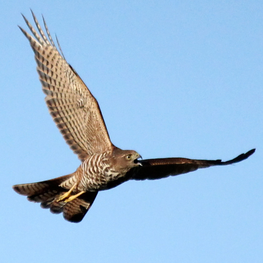 Ошейниковый ястреб (Accipiter cirrocephalus) Фото №7