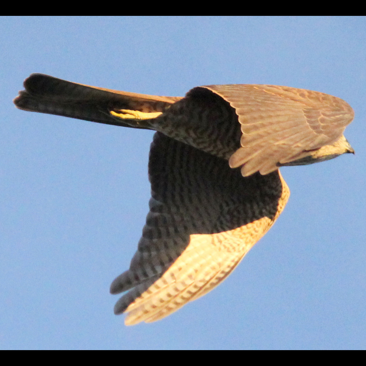Ошейниковый ястреб (Accipiter cirrocephalus) Фото №8