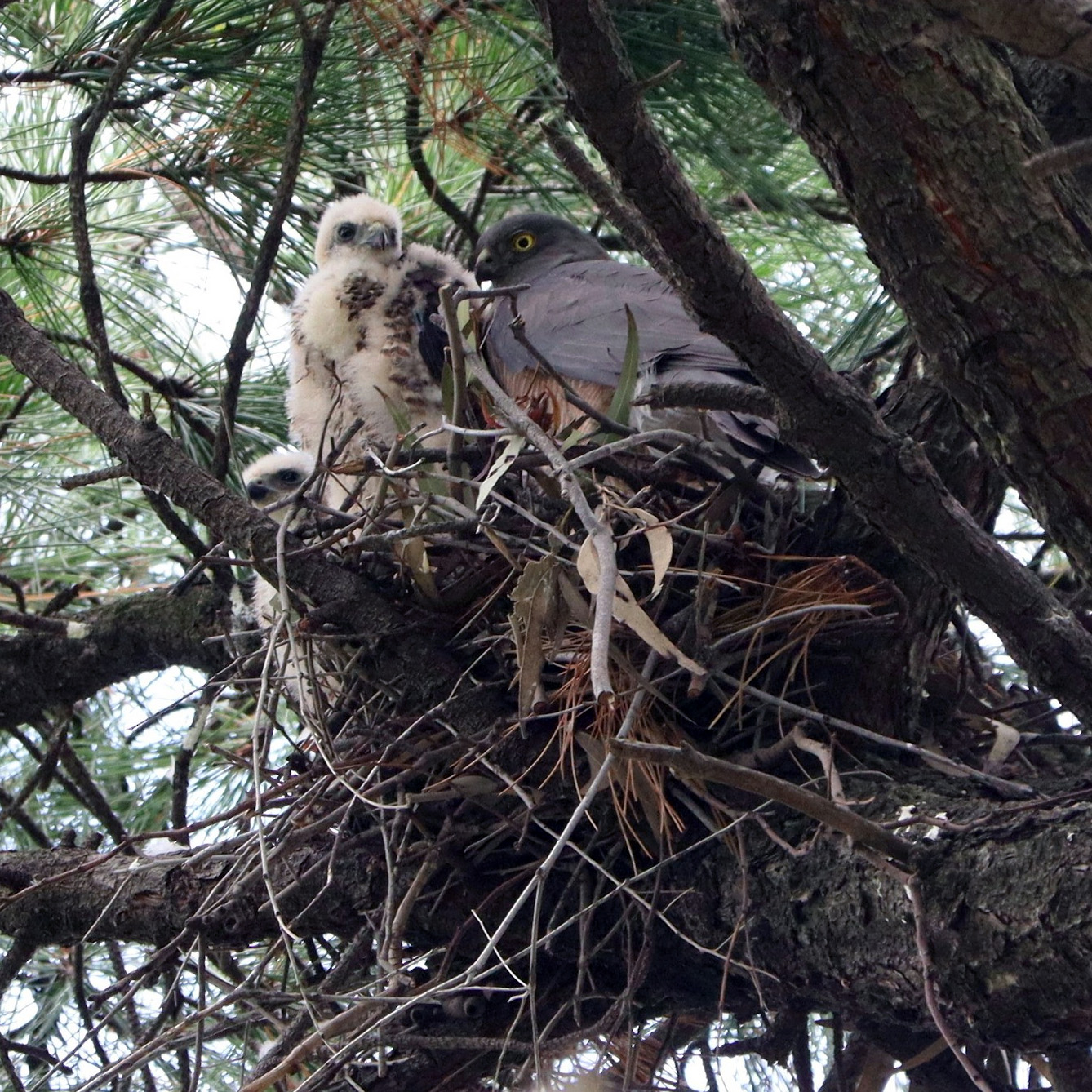 Ошейниковый ястреб (Accipiter cirrocephalus) Фото №9