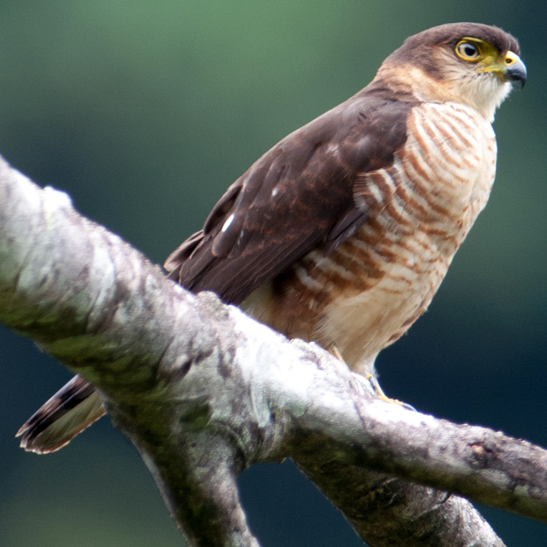 Полуошейниковый ястреб (Accipiter collaris) Фото №10