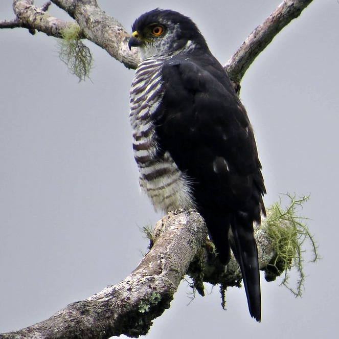 Полуошейниковый ястреб (Accipiter collaris) Фото №2
