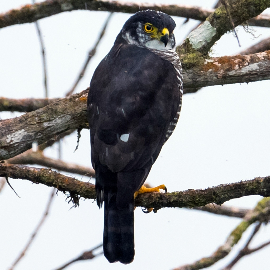 Полуошейниковый ястреб (Accipiter collaris) Фото №3